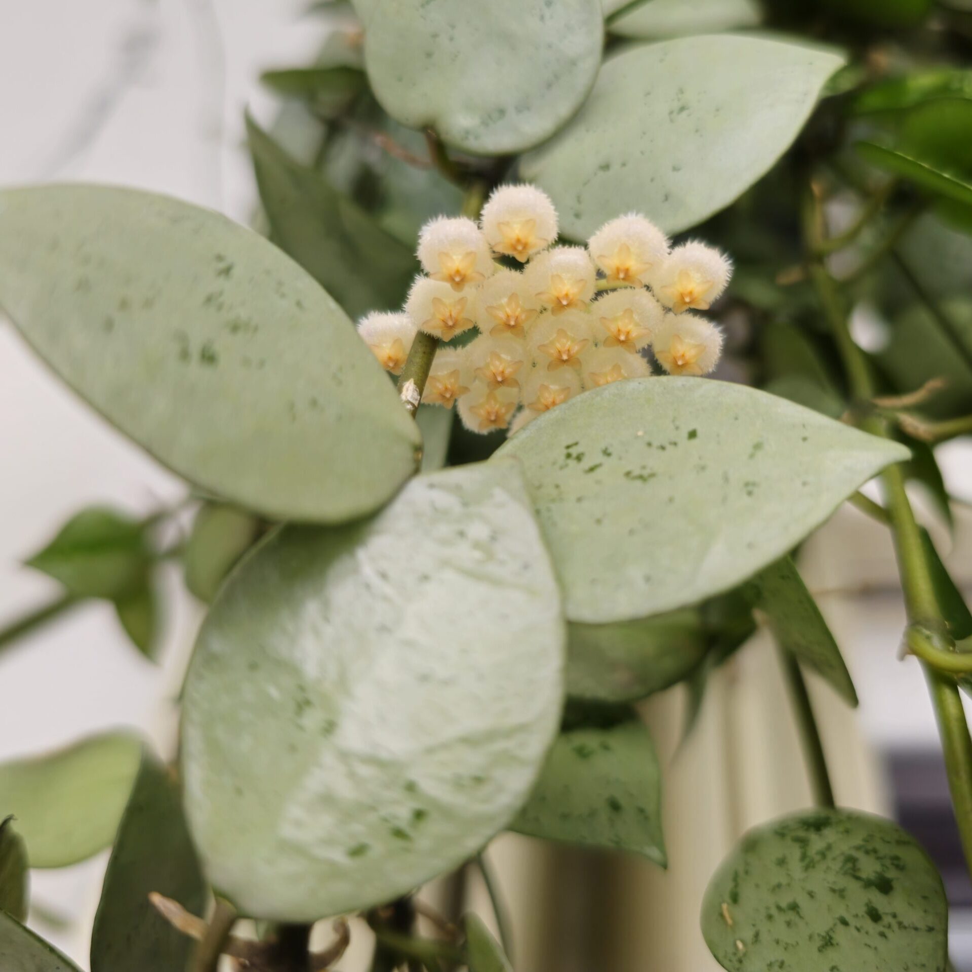 Hoya krohniana 'Super Silver' flowers