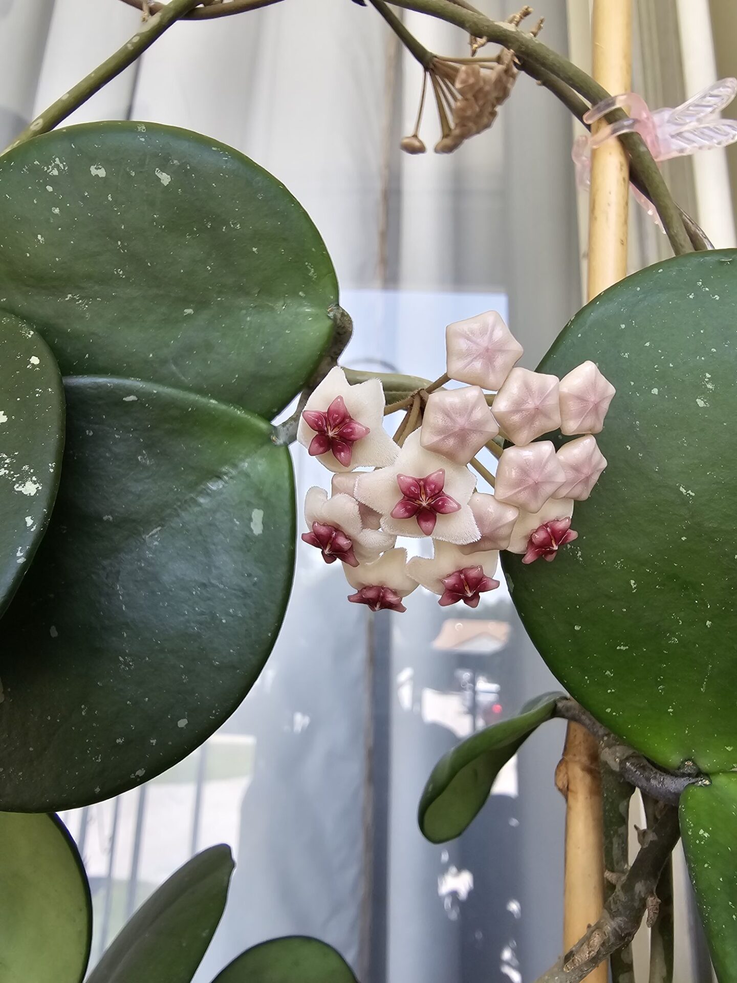 Hoya obovata flower opening