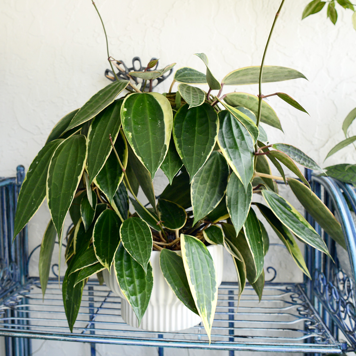 Hoya macrophylla ‘Albomarginata’